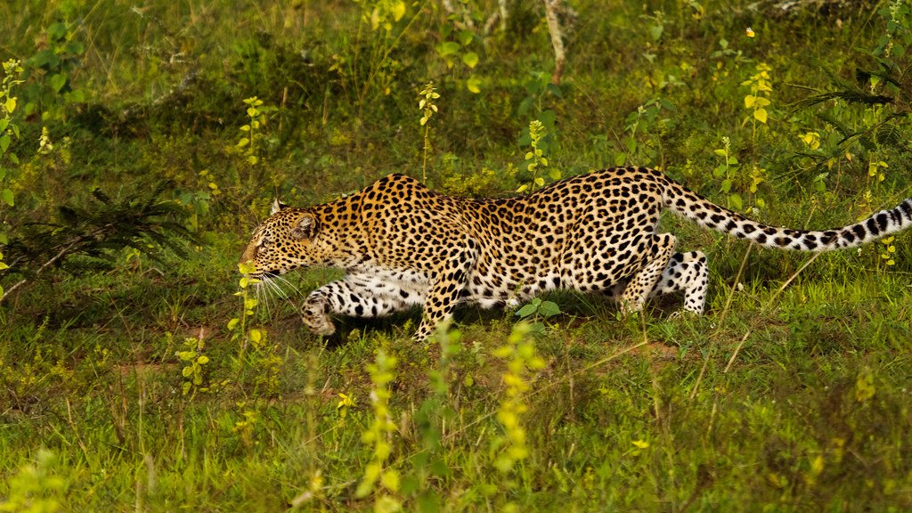 Leopard prowling through the grass in Akagera National Park