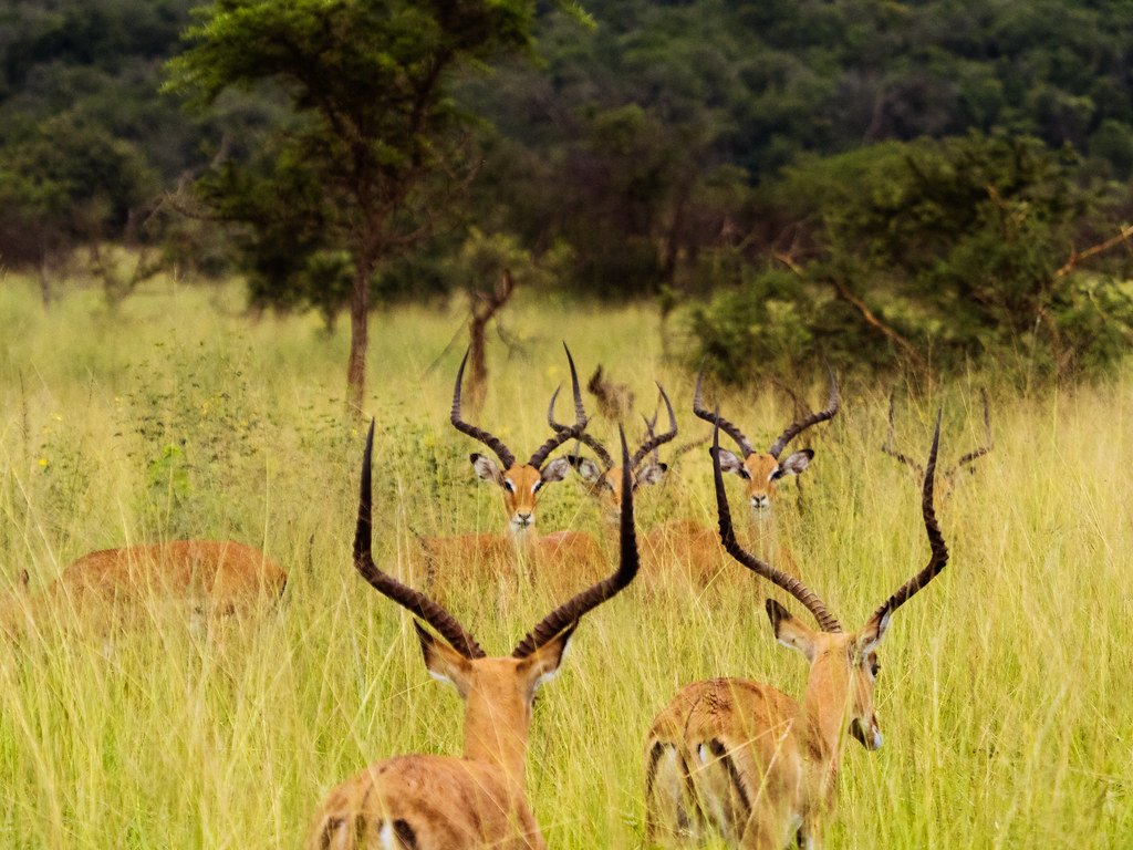 Herd of impala in Akagera National Park