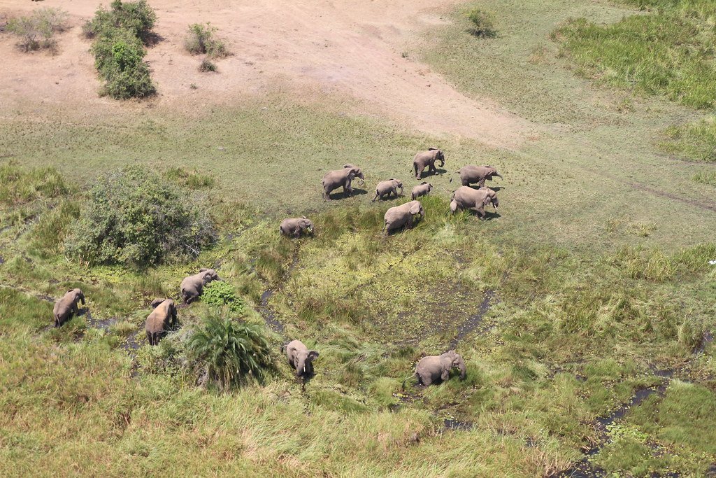 Aerial view of elephants crossing wetlands in Akagera National Park