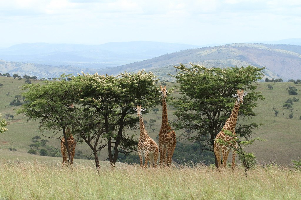Giraffes among acacia trees with mountains in the background, Akagera National Park