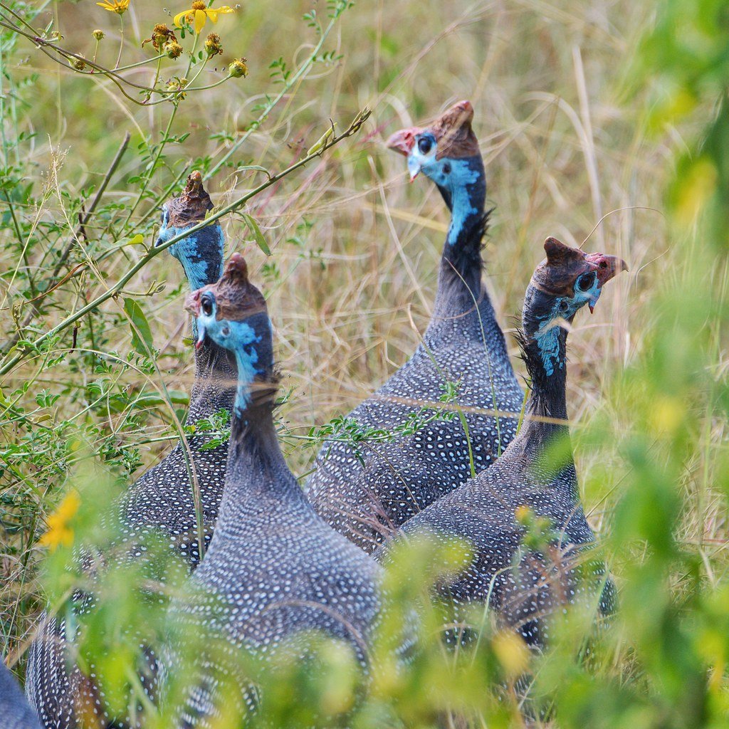 Helmeted guinea fowl in the grass at Akagera National Park