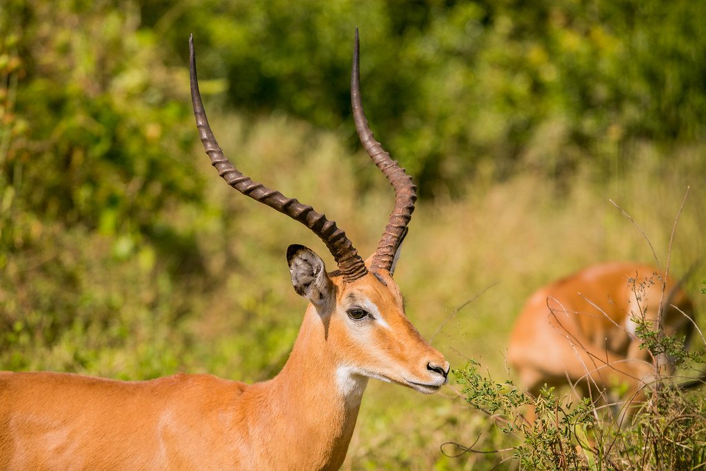 Impala in Akagera National Park