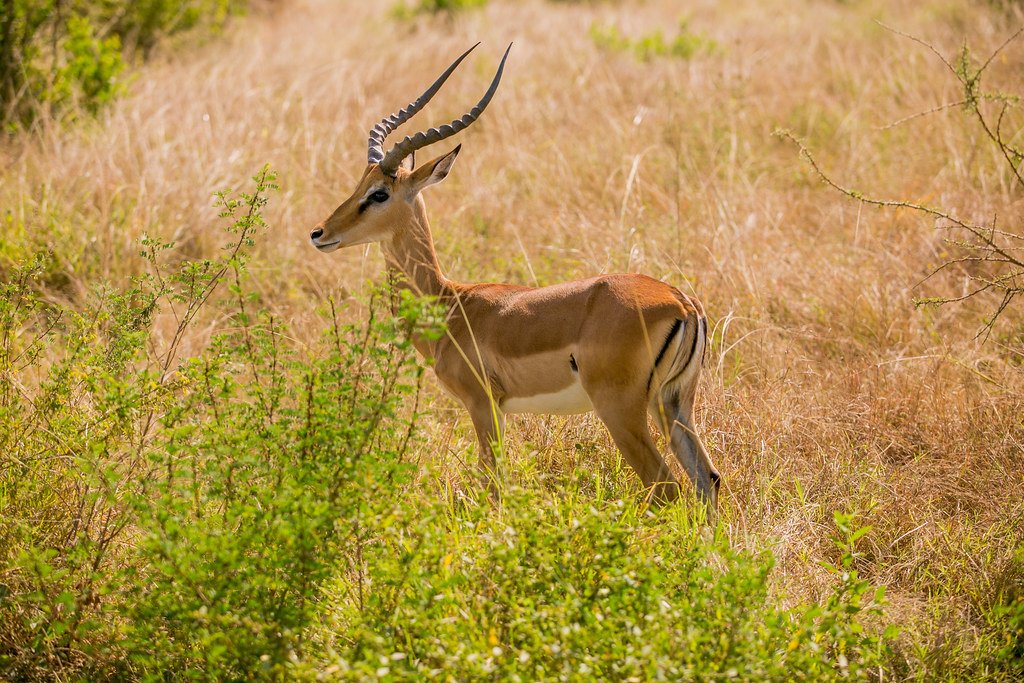 Akagera National Park wildlife