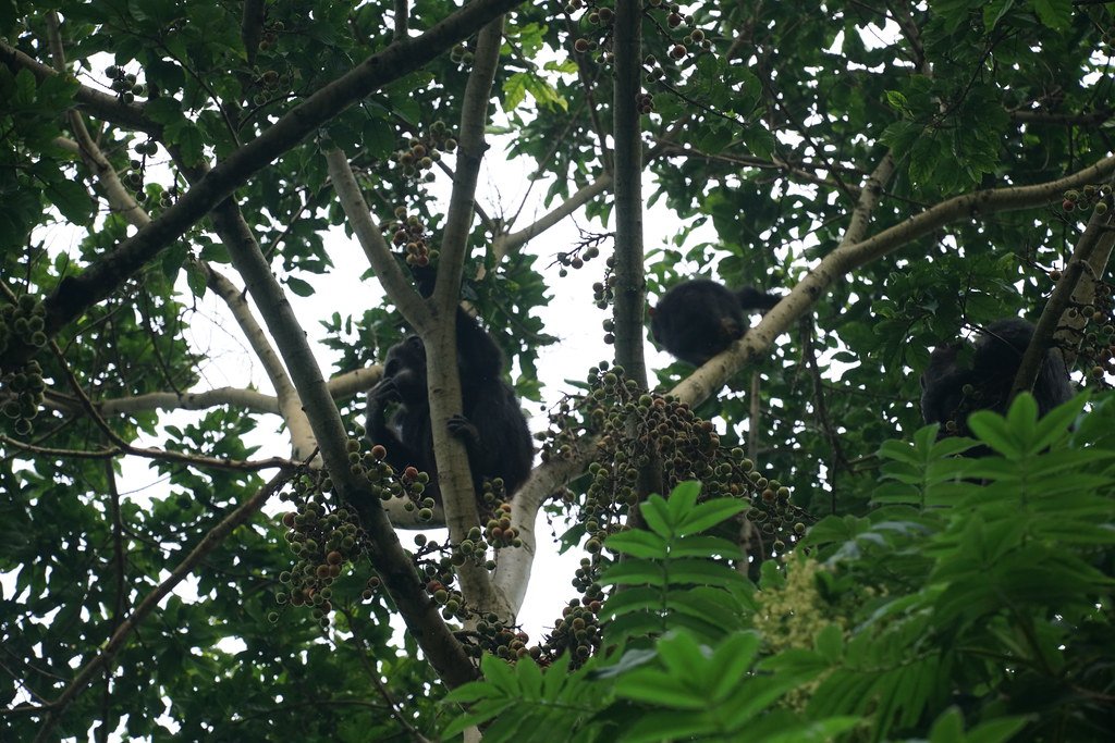 Chimpanzees feeding in the canopy of Nyungwe National Park