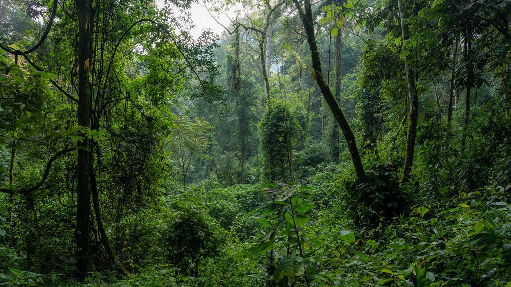 Dense rainforest interior at Nyungwe National Park
