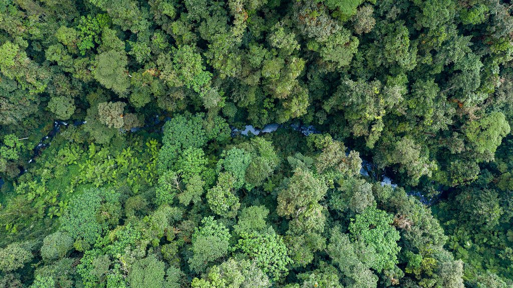 Aerial view of the Nyungwe rainforest canopy and river