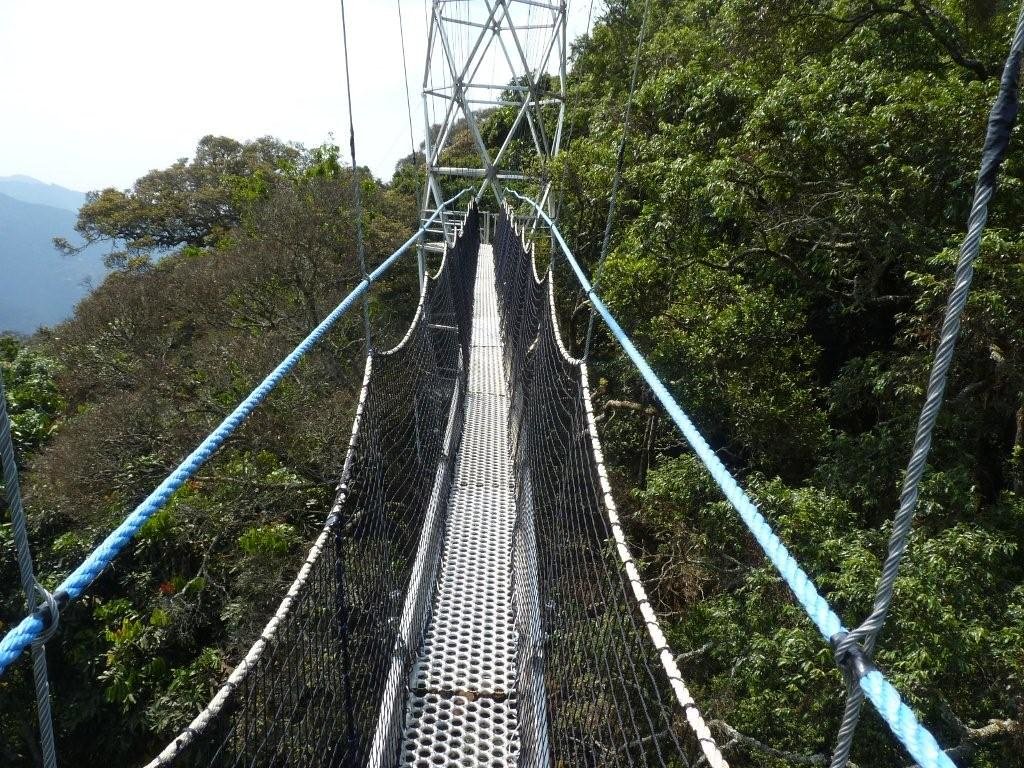 Canopy walkway suspension bridge above the Nyungwe rainforest